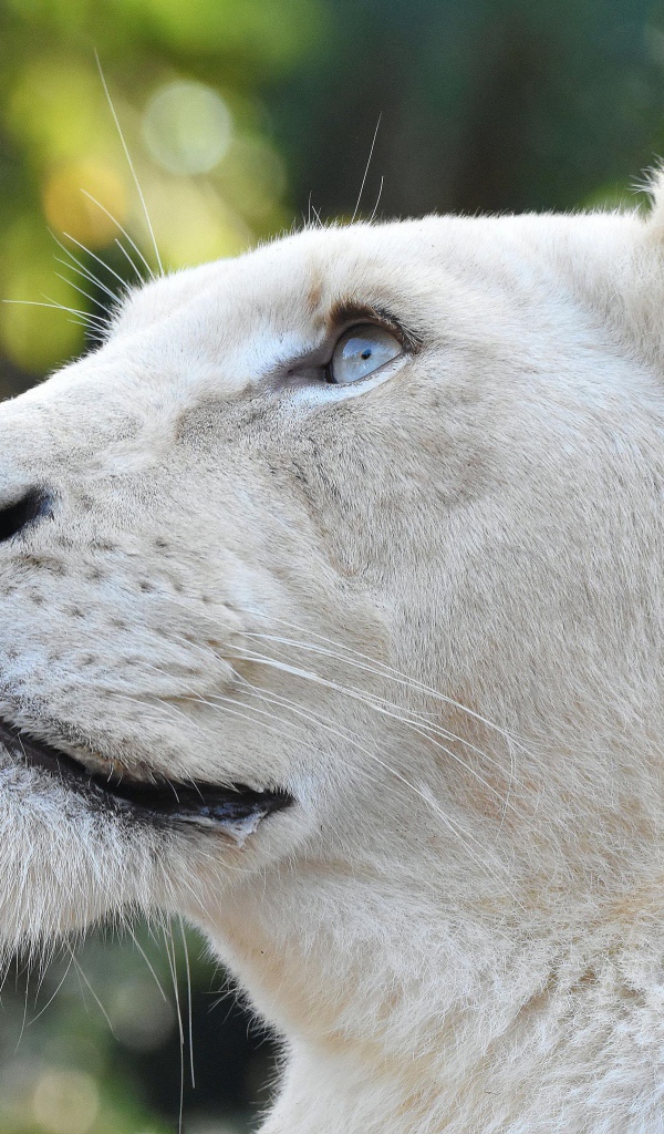 Большая львица с голубыми глазами смотрит вверх 