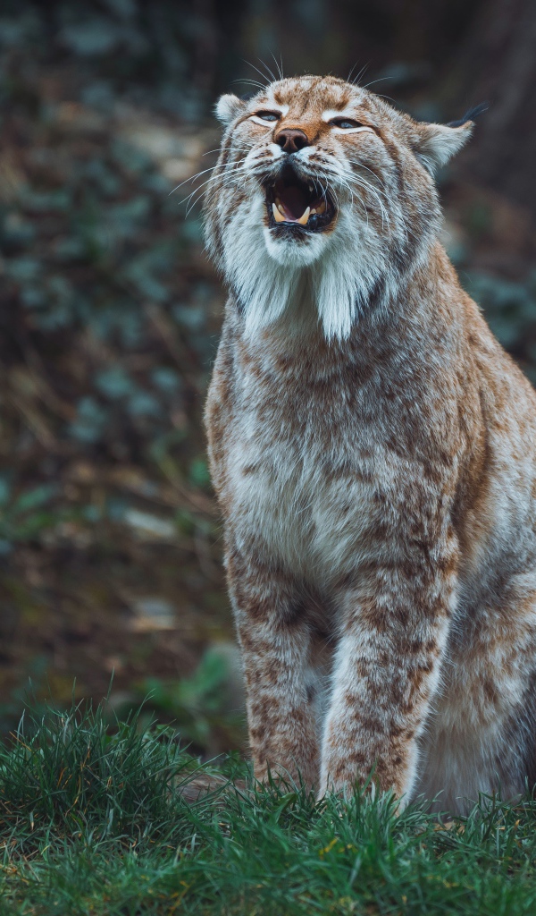 Большая рысь кричит в лесу 