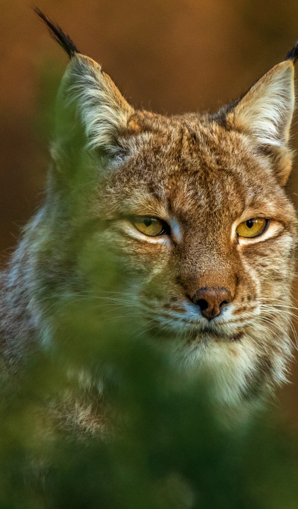Большая рысь сидит в засаде