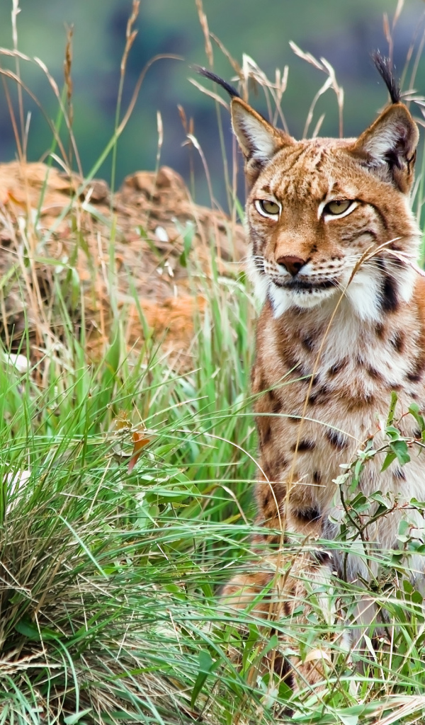 Большая рысь с кисточками на ушах сидит в траве