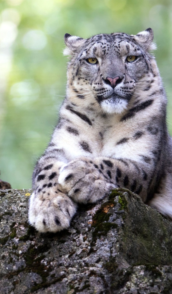 Большой снежный барс лежит на камне