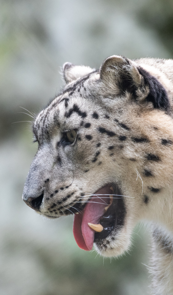 Большой снежный барс с высунутым языком