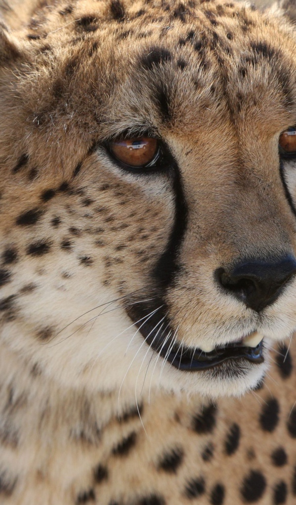 Большой пятнистый гепард крупным планом
