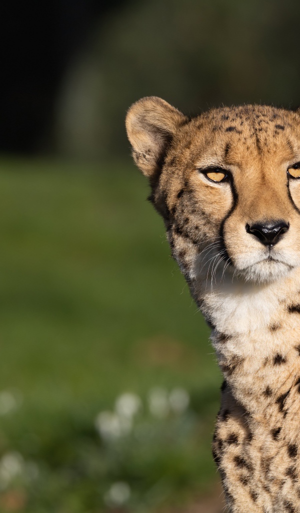 Большой пятнистый гепард в лучах солнца 