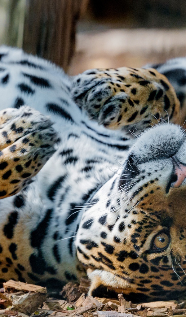 Большой пятнистый ягуар лежит на земле 