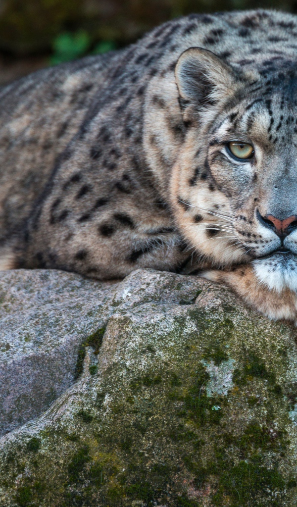 Большой пятнистый барс лежит на камне