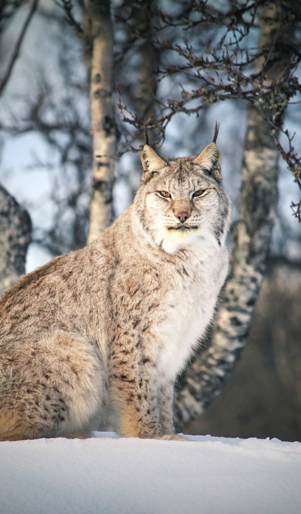 Большая суровая рысь сидит на снегу 