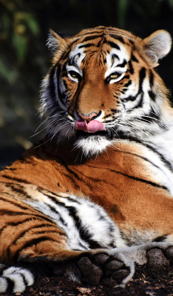 Большой полосатый тигр облизывает морду