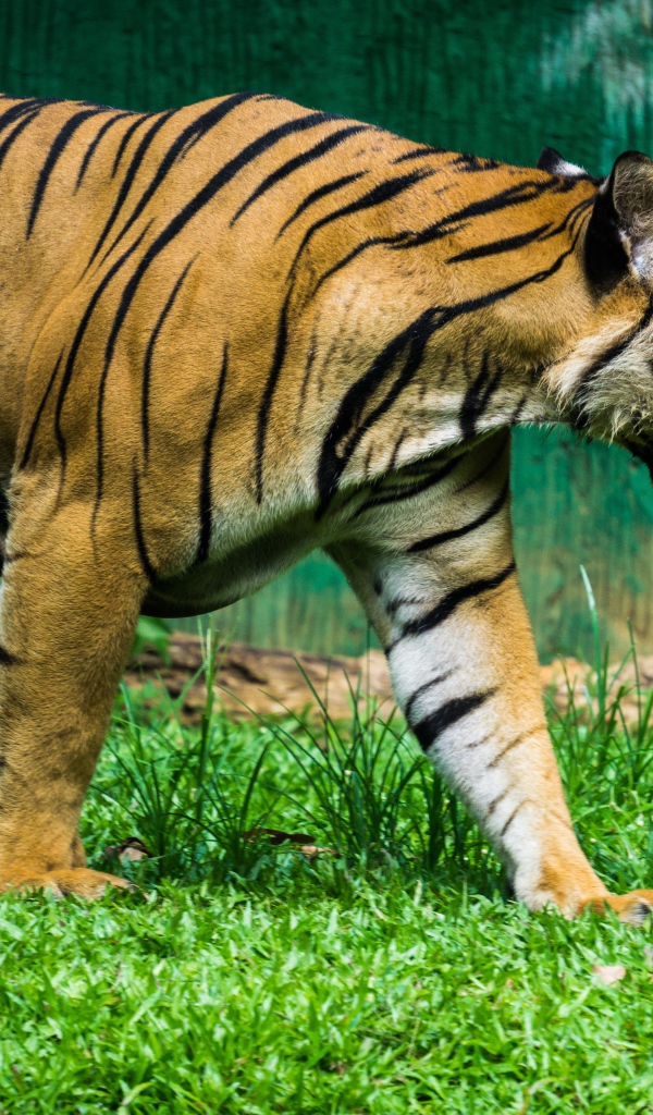 Большой полосатый тигр идет по зеленой траве 