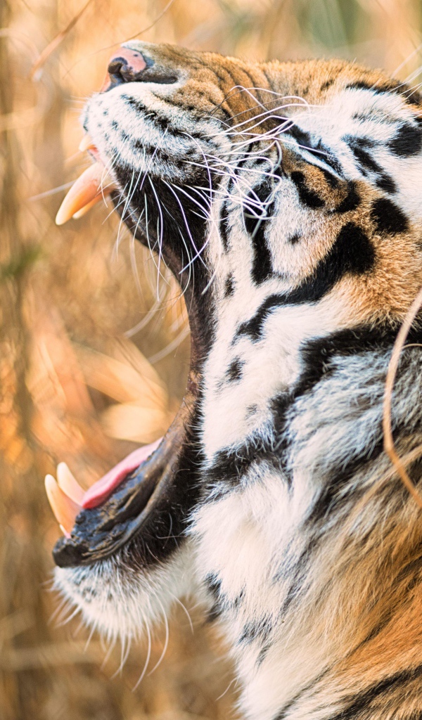 Большой полосатый тигр зевает в зарослях травы 