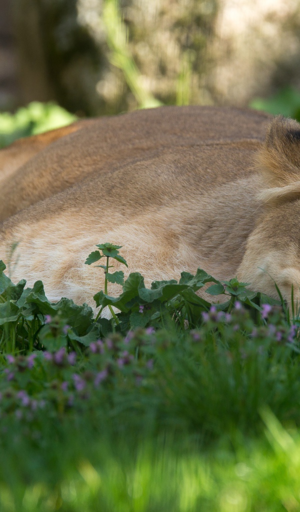 Большая уставшая  львица лежит на зеленой траве