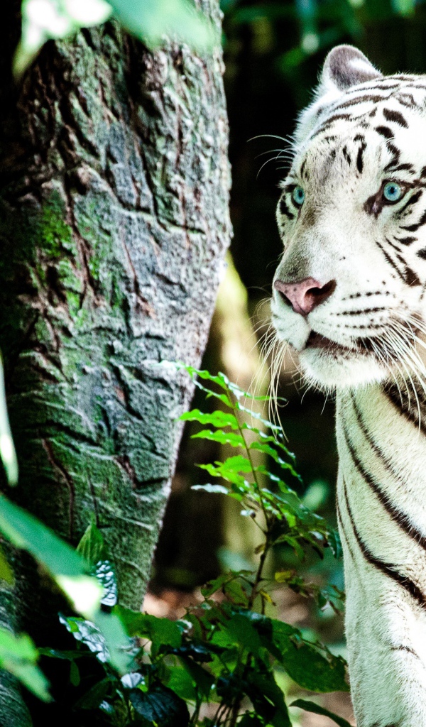 Большой белый тигр с голубыми глазами идет по лесу 