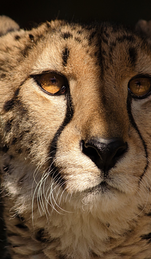 Морда гепарда крупным планом на черном фоне 