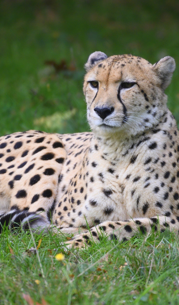 Гепард лежит на зеленой траве 