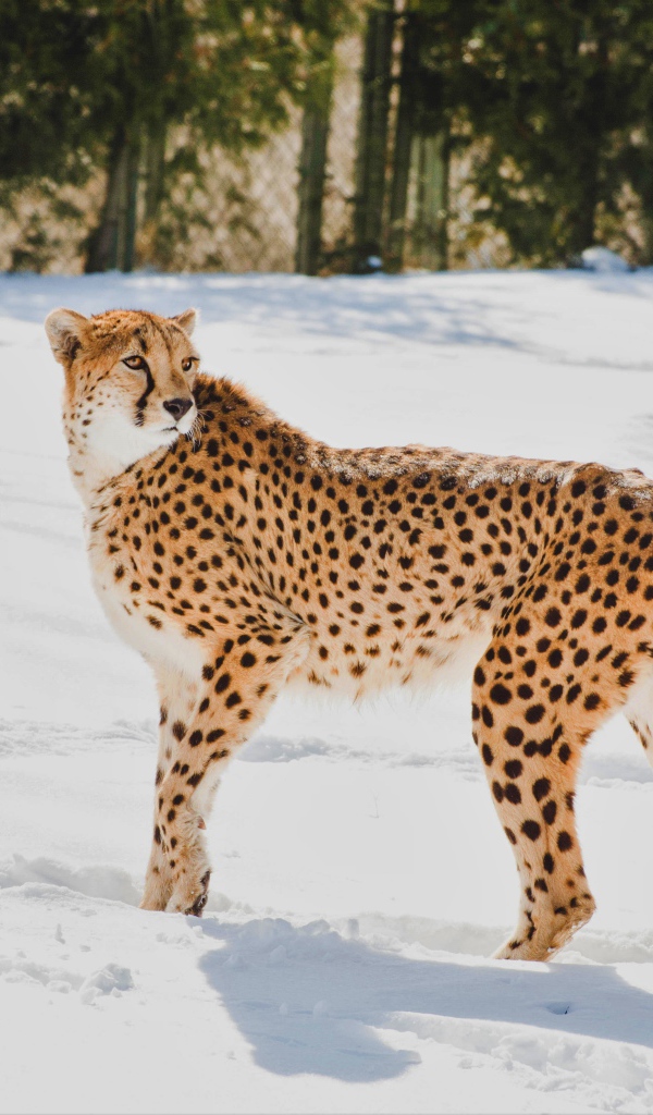 Гепард стоит на снегу в зоопарке 