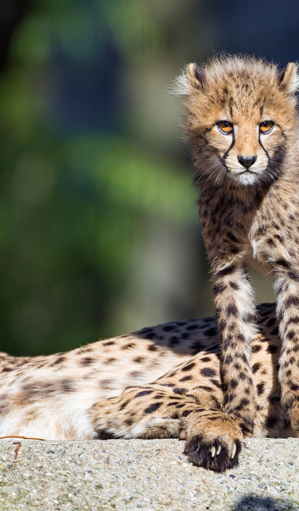 Гепард с детенышем лежат на камне 