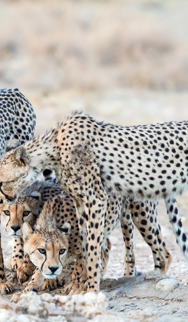 Гепарды охраняют детенышей 