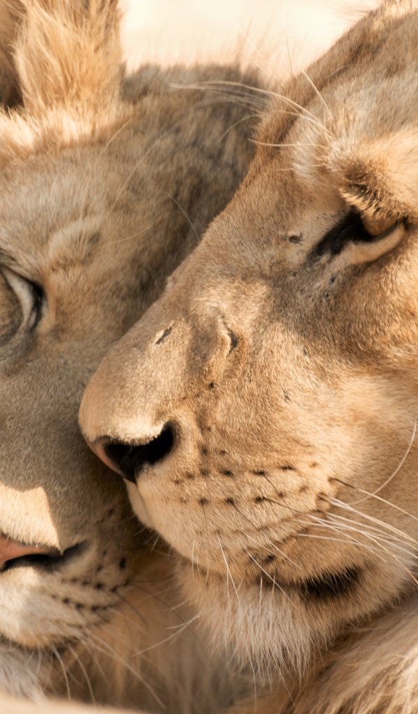 Влюбленные лев и львица крупным планом