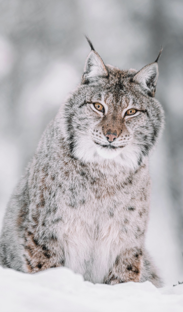 Серая рысь сидит на снегу 