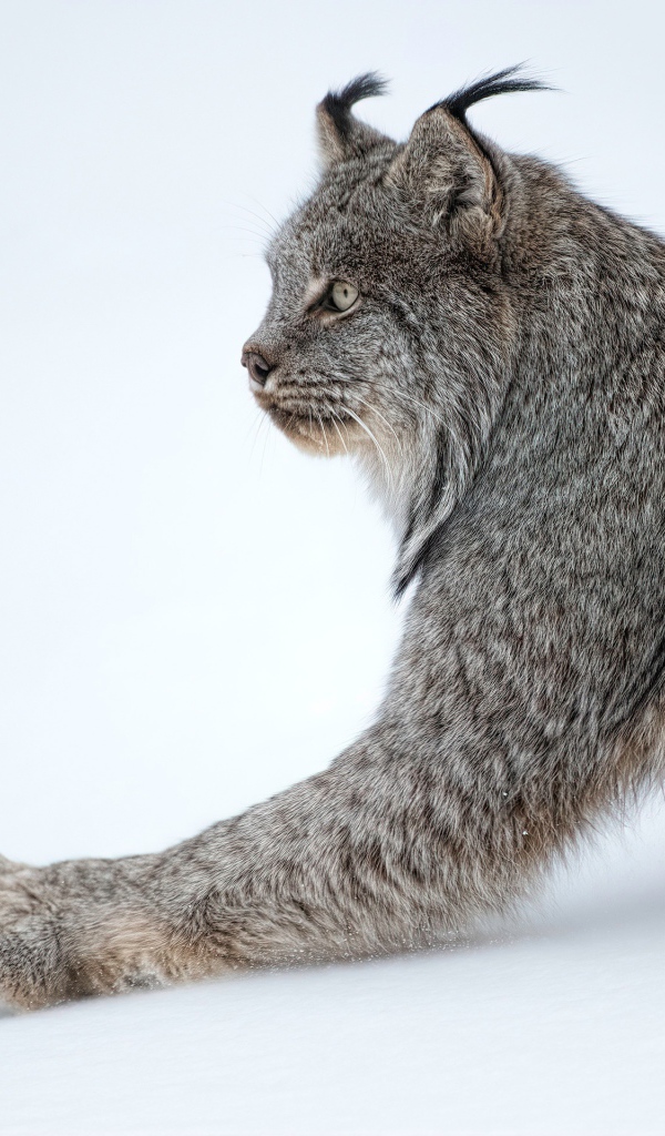 Большая хищная рысь на белом снегу