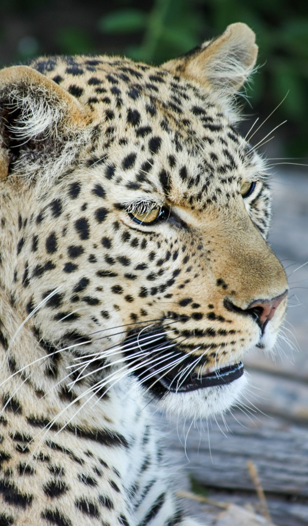 Большой пятнистый леопард отдыхает на земле 