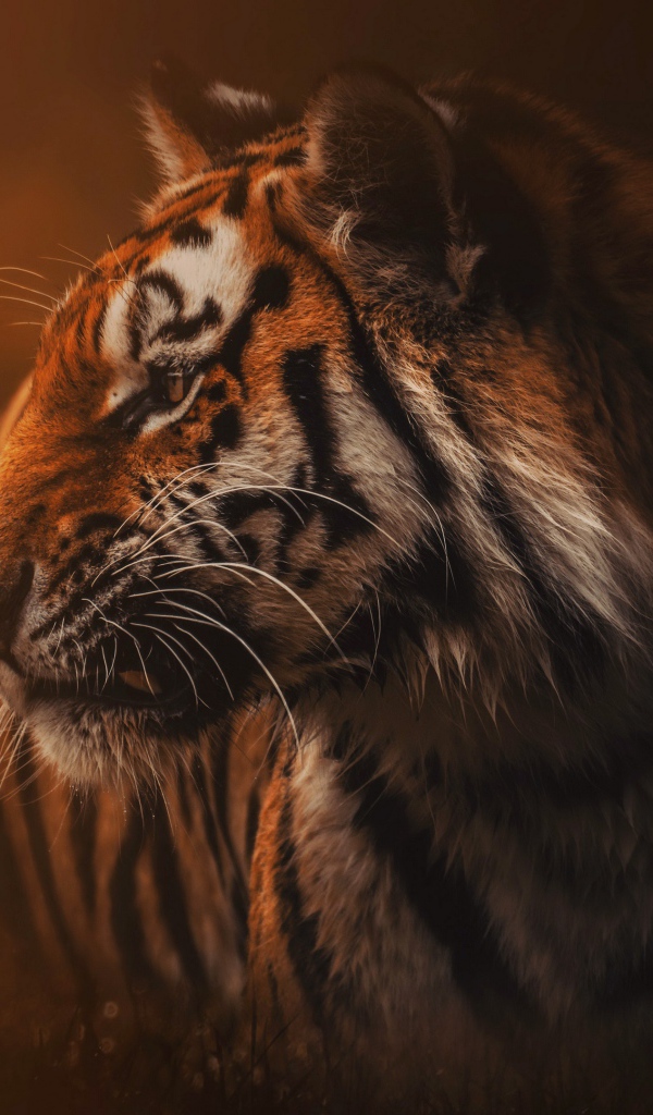 Большой полосатый хищный тигр в тумане