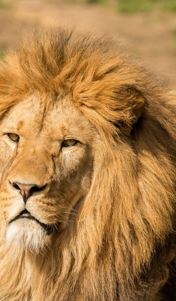 Морда льва с пышной гривой