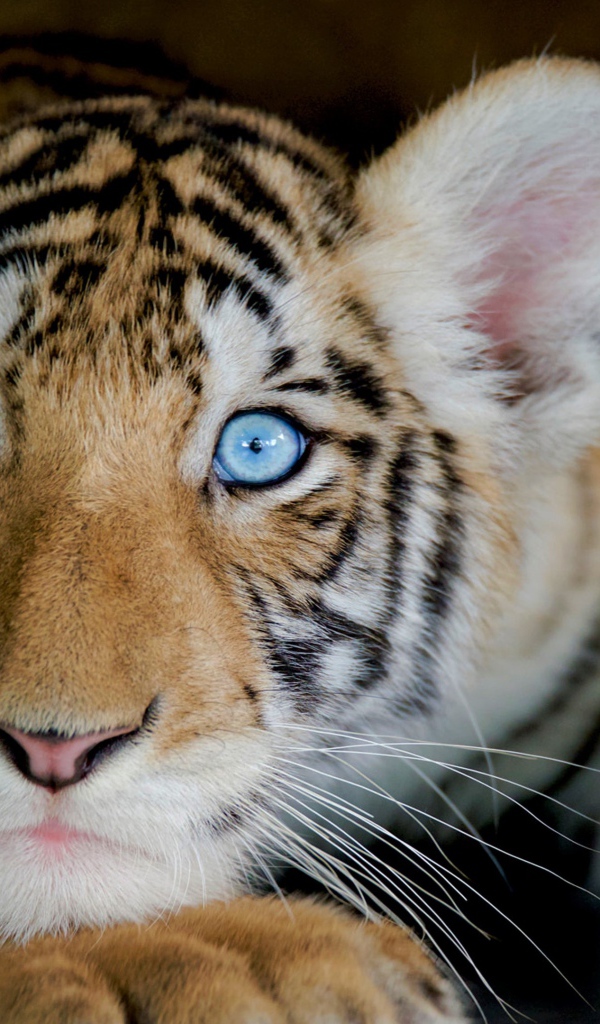 Маленький милый голубоглазый тигренок