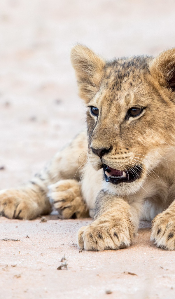 Маленький забавный львенок лежит на песке