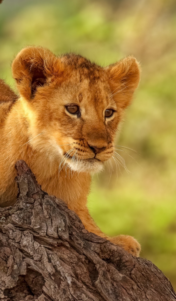 Маленький львенок лежит на ветке дерева