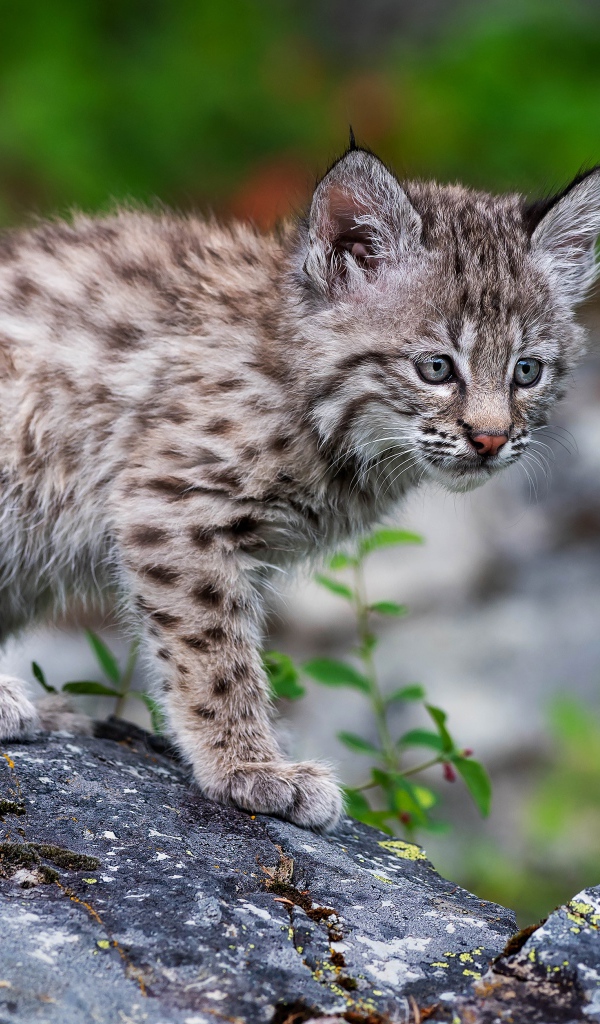 Маленький детеныш рыси стоит на камне