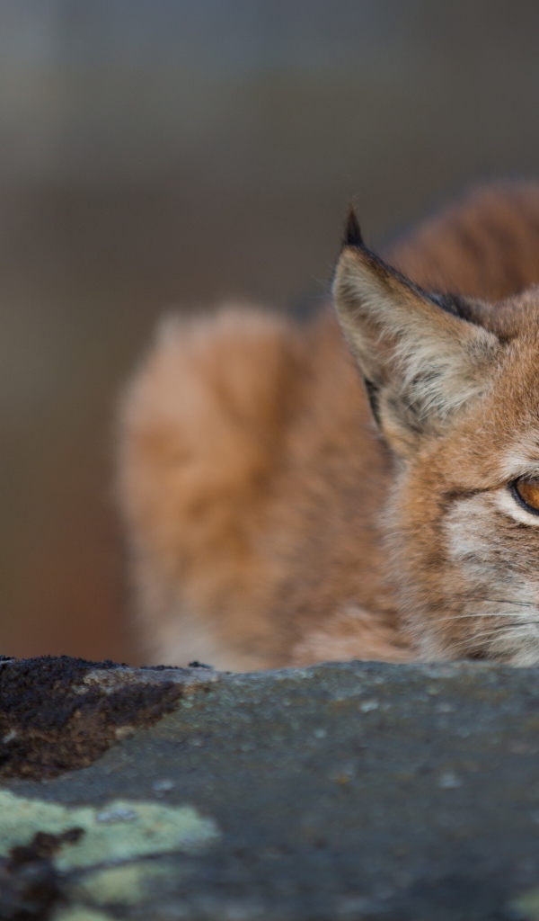 Рысь прячется на большом камне