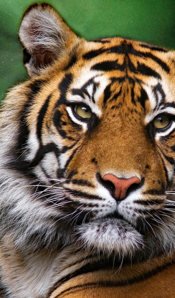 Морда большого полосатого тигра на зеленом фоне