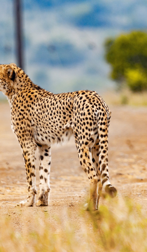 Хищный гепард в тропической саванне 