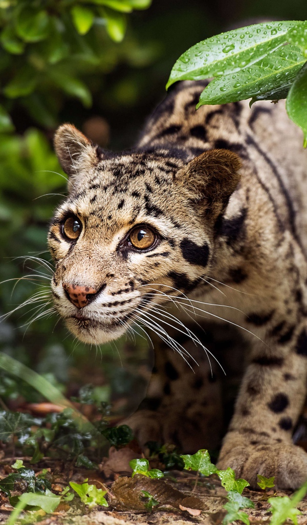 Хищный оцелот на охоте 