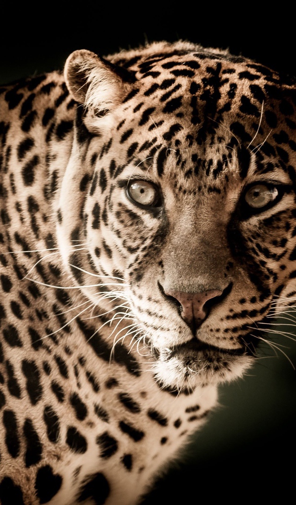 Серьезный взгляд большого пятнистого леопарда 