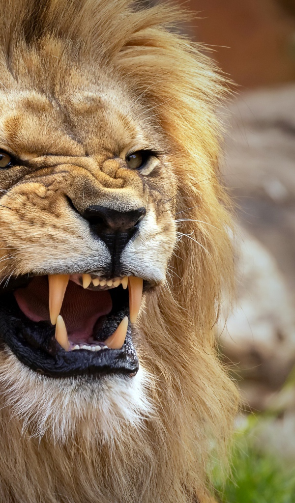 Острые клыки у грозного льва