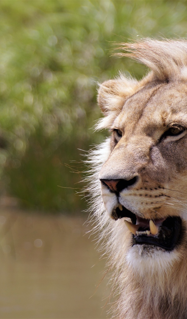 Острые клыки сурового африканского льва