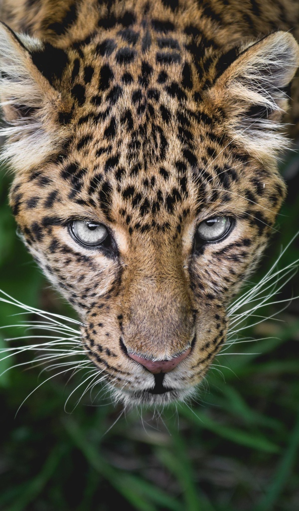 Пятнистый леопард смотрит на верх 