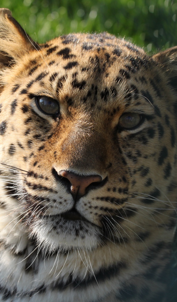 Пятнистый леопард лежит на зеленой траве в лучах солнца 