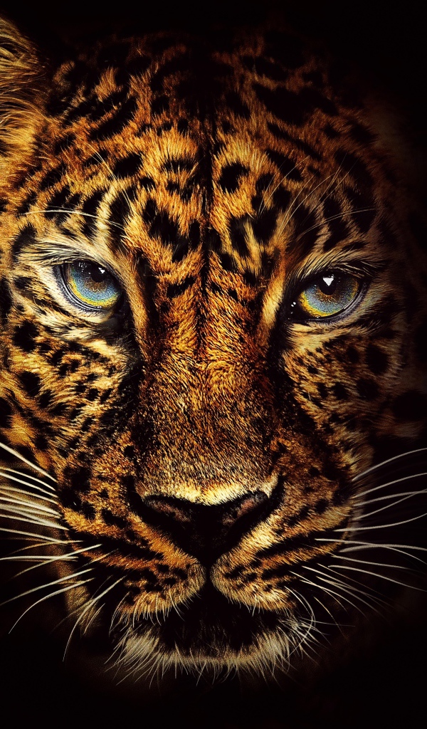 Морда пятнистого леопарда с голубыми глазами на черном фоне