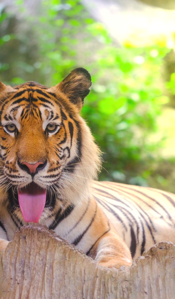 Полосатый тигр с высунутым языком лежит в зоопарке