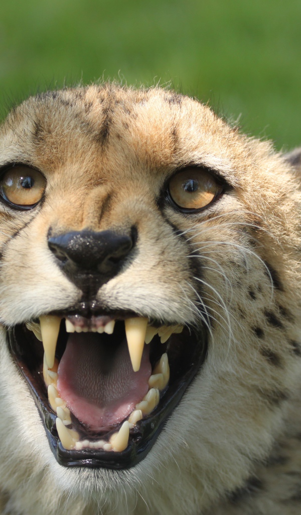 Грозный оскал гепарда с острыми клыками 