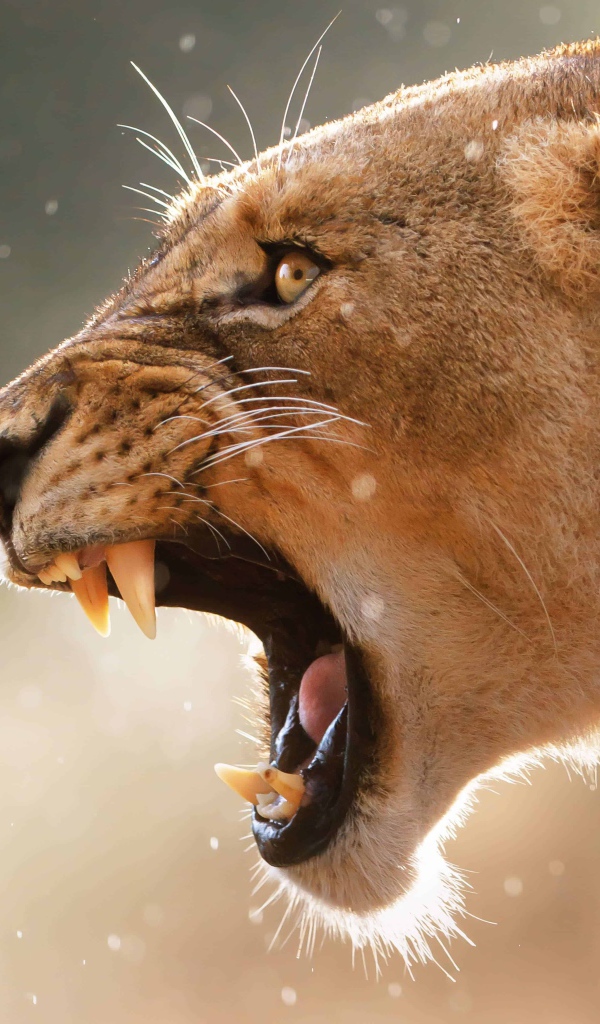 Грозный оскал львицы крупным планом