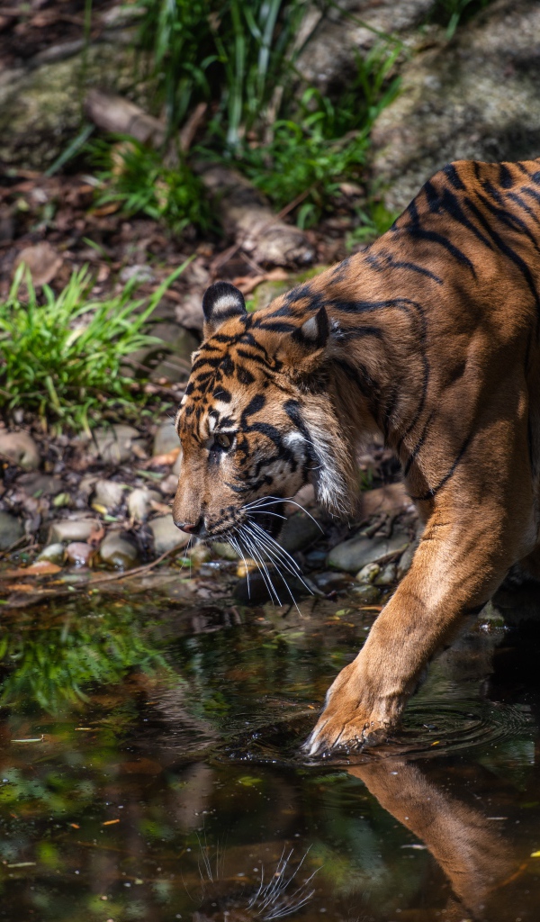 Большой полосатый тигр идет к водопою 