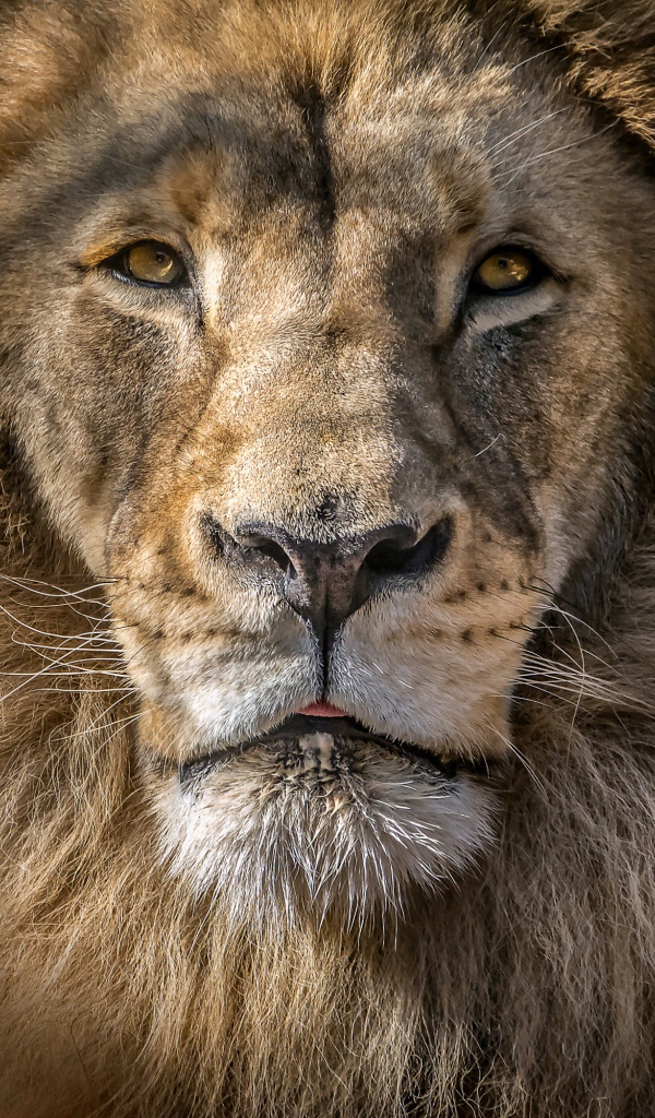 Морда большого льва с пушистой гривой 