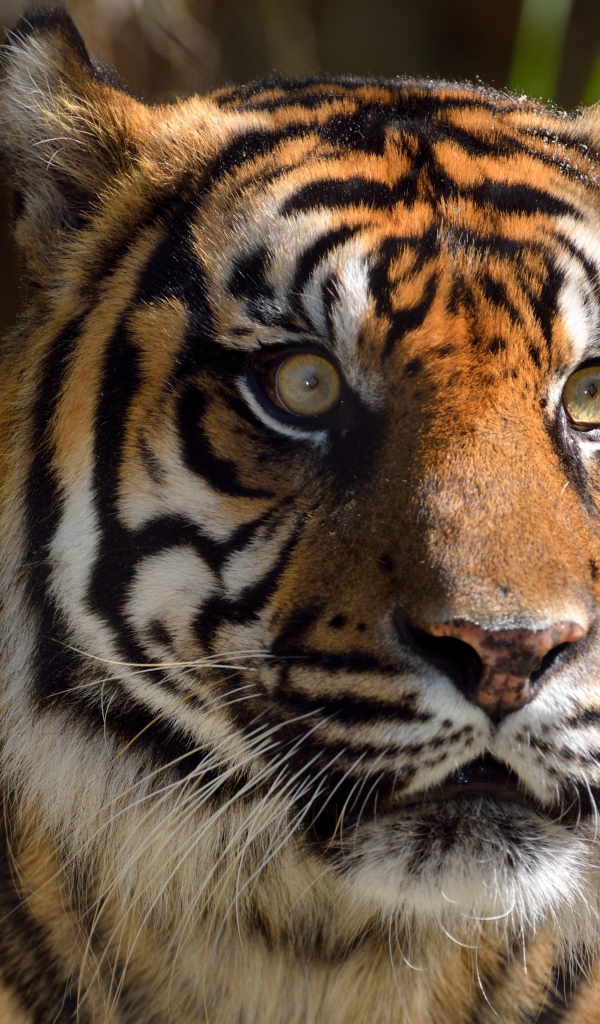 Морда большого испуганного полосатого тигра