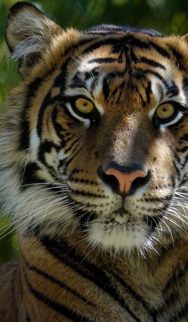 Морда большого  тигра крупным планом