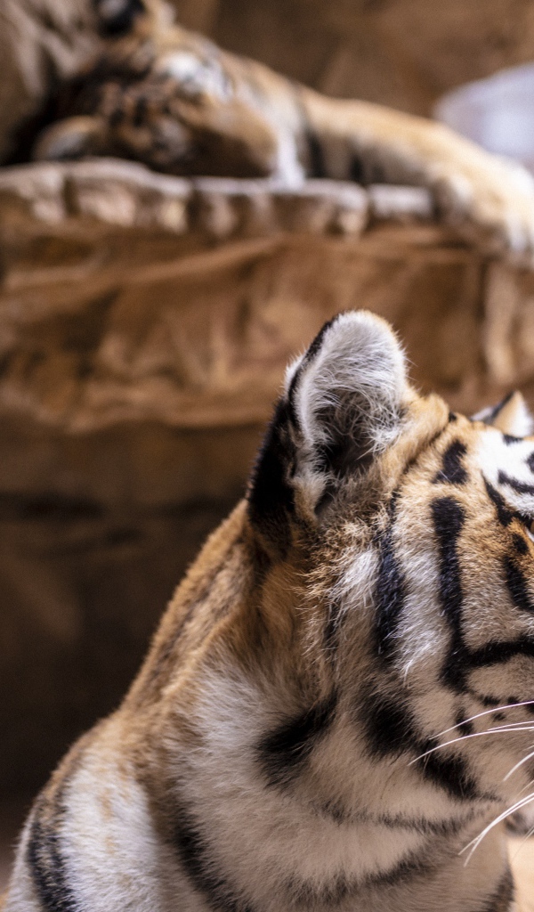 Морда полосатого тигра у камней в зоопарке 