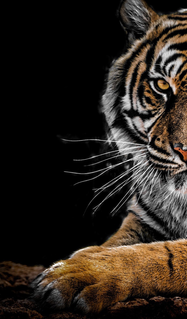 Суровый полосатый тигр лежит на черном фоне